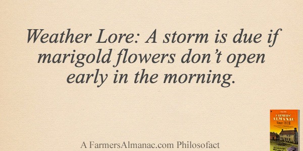 Weather Lore: A storm is due if marigold flowers don’t open early in the morning.image preview