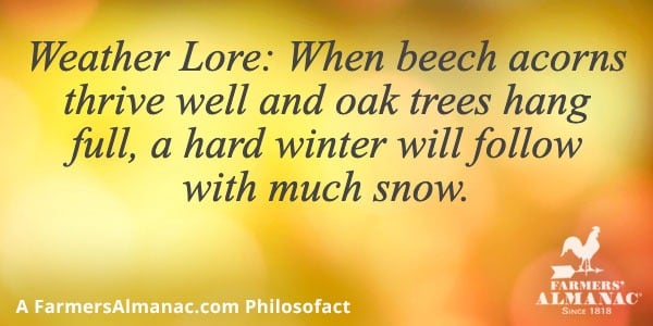 Weather Lore: When beech acorns thrive well and oak trees hang full, a hard winter will follow with much snow.image preview