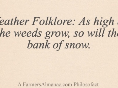 Weather Folklore: As high as the weeds grow, so will the bank of snow. featured image
