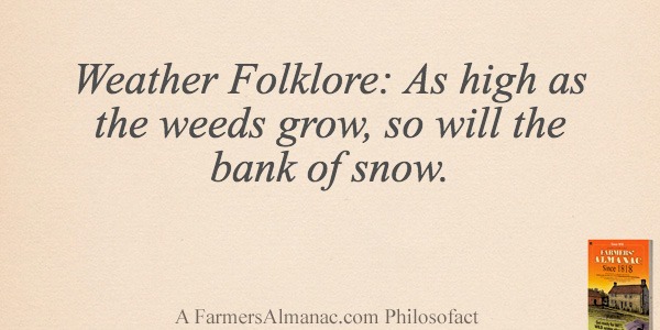 Weather Folklore: As high as the weeds grow, so will the bank of snow.image preview