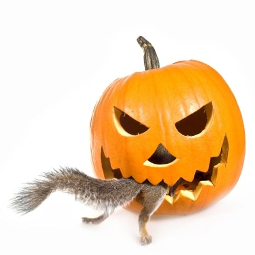 Keep Squirrels Away From Your Pumpkins!image preview