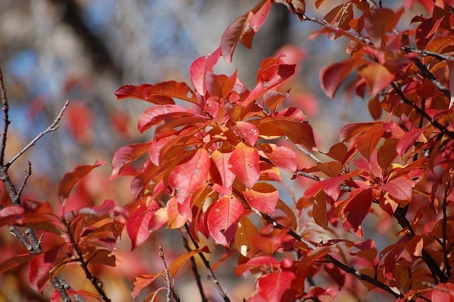 Brilliant Reds of Chokecherry Trees, North Dakota.