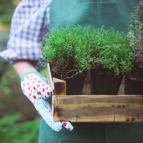 Keep Groundhogs Out With Herbs image