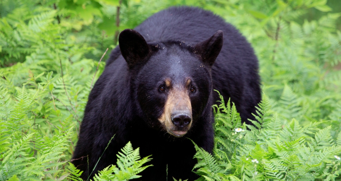 Bears - American black bear