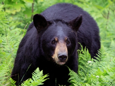 Bears - American black bear