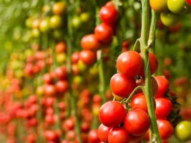 Cherry Tomatoes - Vegetable