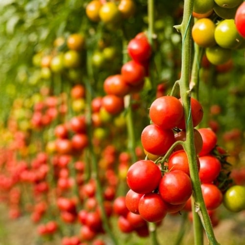 Help Your Tomatoes Ripen image