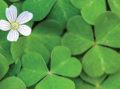 How To Grow Shamrocks: Tips and Care featured image
