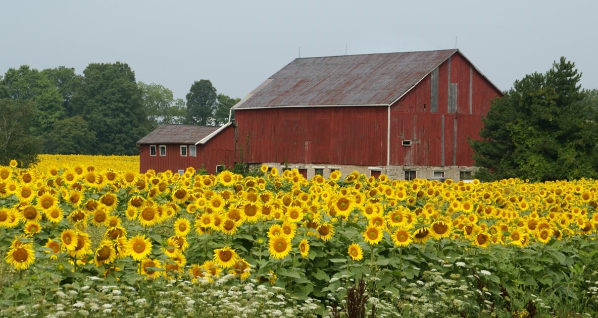 Field - Barn