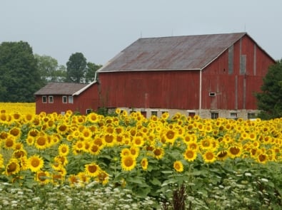 Why Are Barns Painted Red? featured image