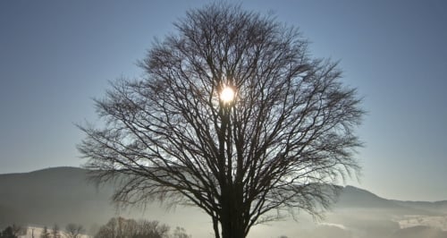 Sun shining behind a large tree without leaves during the winter.