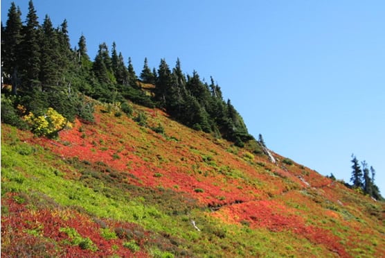 Hillside showing a multicolored landscape of autumn colors at Olympic Mountains in Washington State.