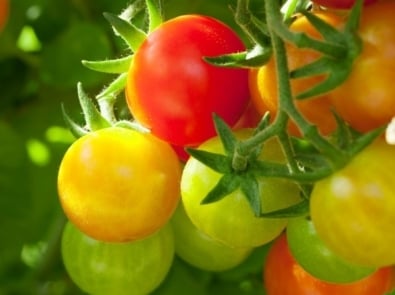 Cherry Tomatoes - Vegetable