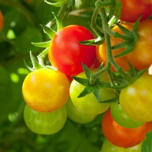 Picking Cherry Tomatoesimage preview