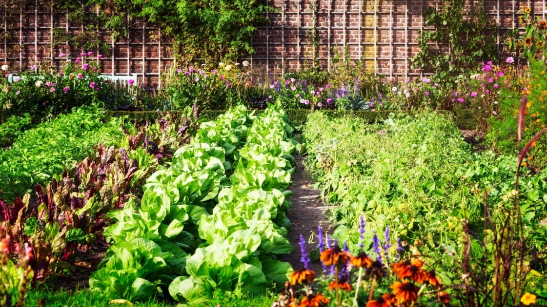 Image of Companion container gardening carrots, marigolds, and lettuce