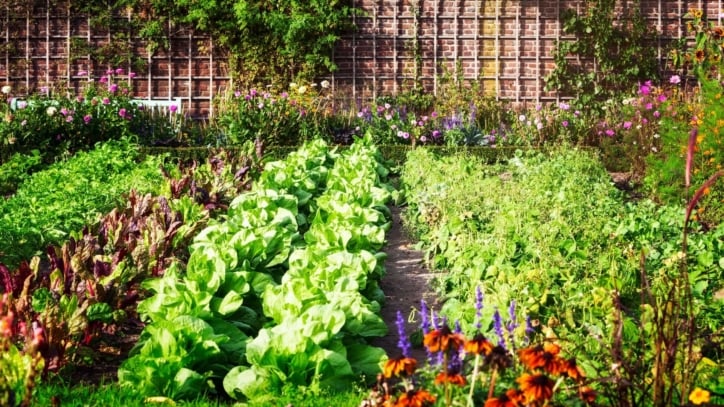 Image of Savory and flowers companion plants