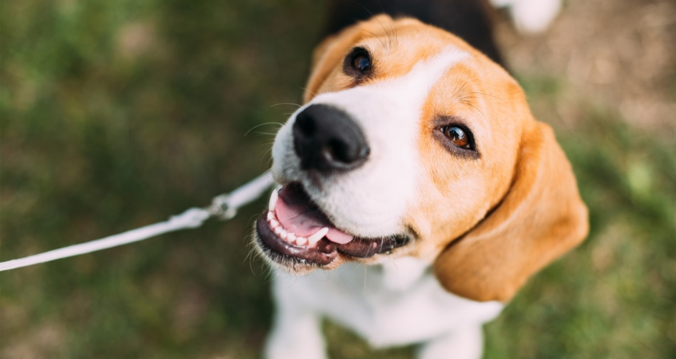 Beagle on a leash looks up and smiles.