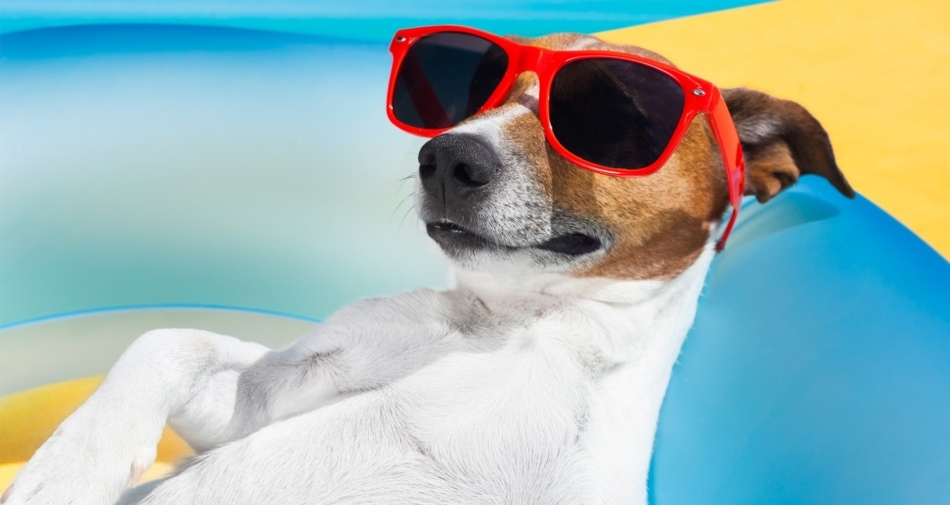 Jack Russell Terrier wearing red sunglasses and lying down at beach.