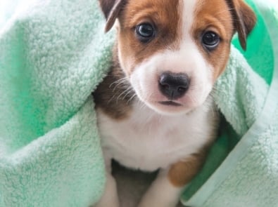Puppy - Jack Russell Terrier