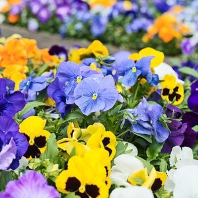 Planting Colorful Varieties image