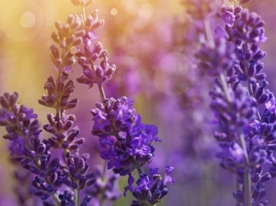 Flower - English lavender