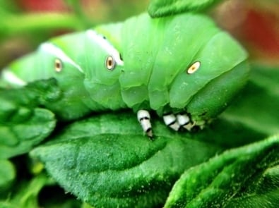 Insects - Five-spotted hawk moth