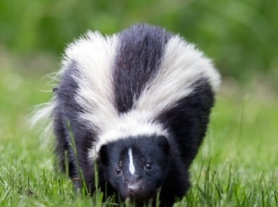 Striped skunk - Mammal