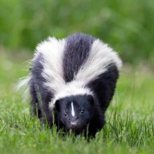 Skunk Deodorizer image