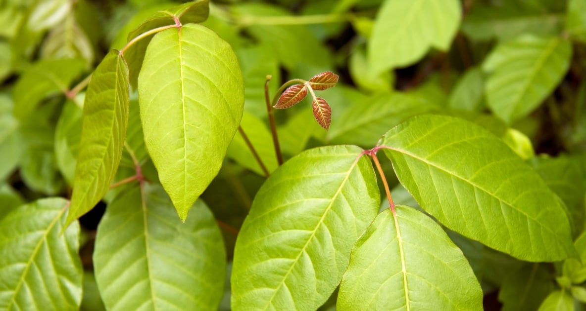 Poison ivy - Pacific poison oak