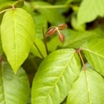 Poison ivy - Pacific poison oak