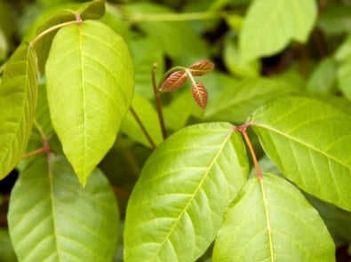 6 Tips For Removing Poison Ivy Plants featured image