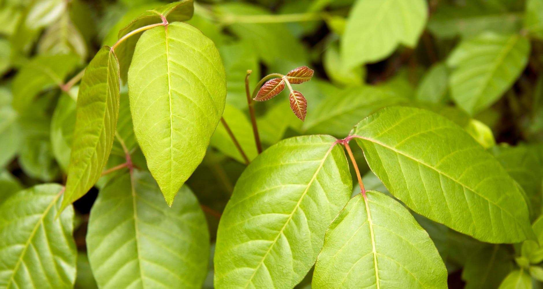 6 Tips For Removing Poison Ivy Plants - Farmers' Almanac