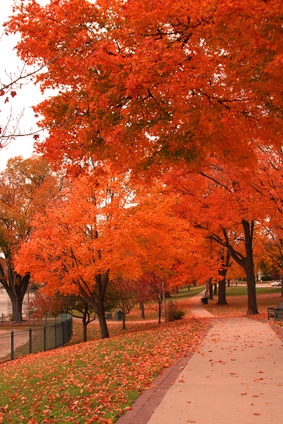 Fall Colors Calendar 2022 Lake County Ohio | October 2022 Calendar