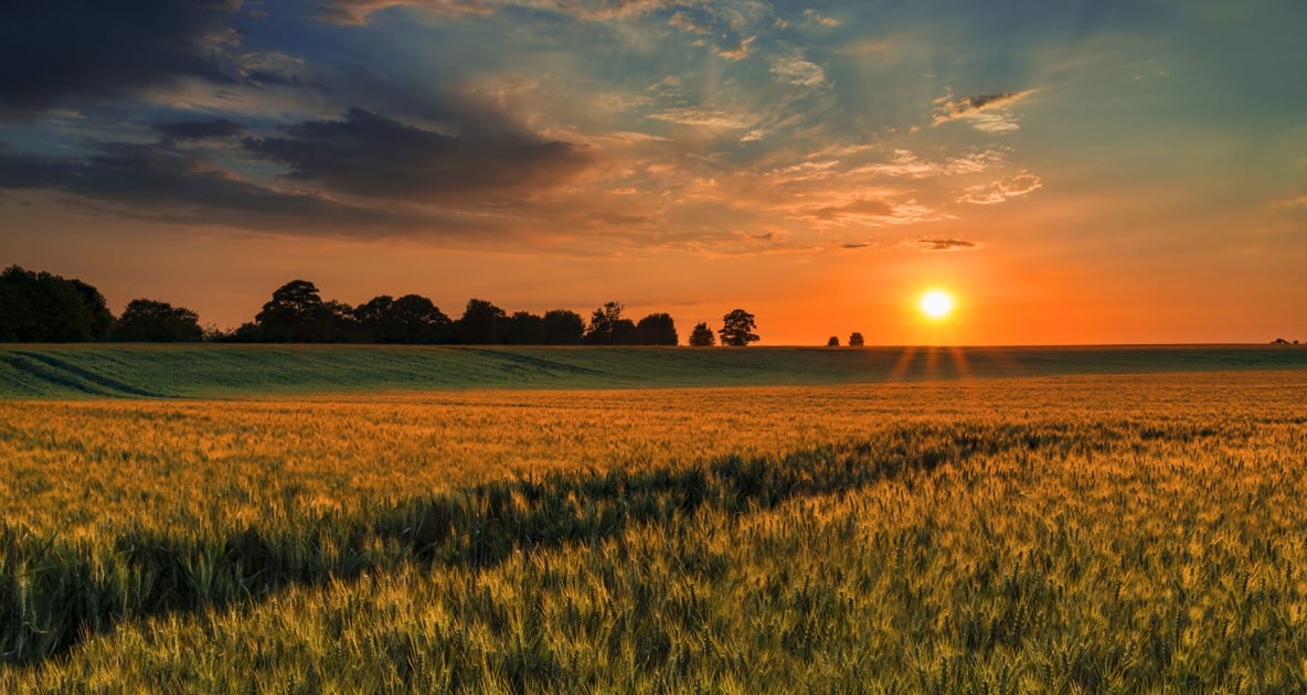 Sun about to set below an overcast sky over a cornfield.