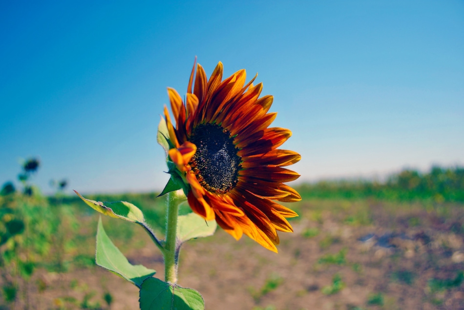 Orange sunflower in field