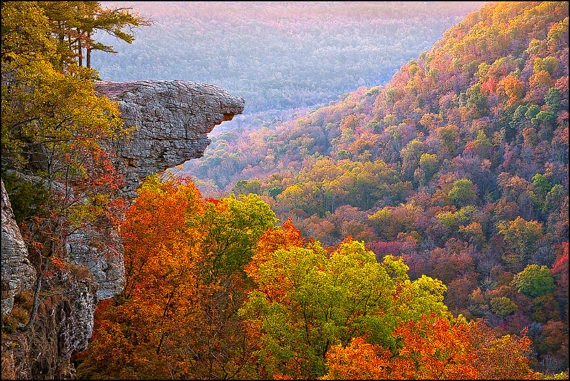 Leaves Changing Color Early 2021