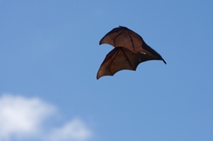 Bats - Flight