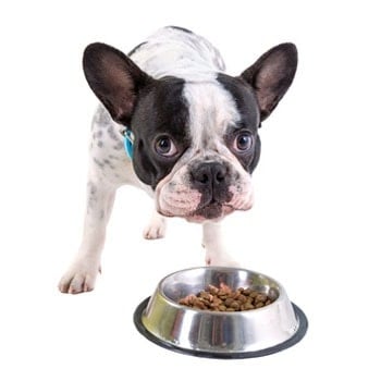 Prevent Skidding Pet Food Bowlsimage preview