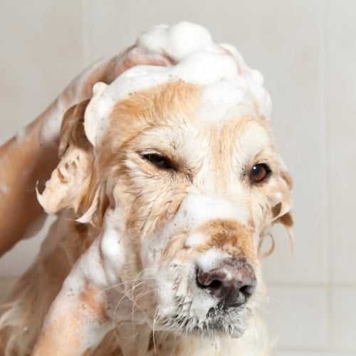 Pet Shampoo Substitute image