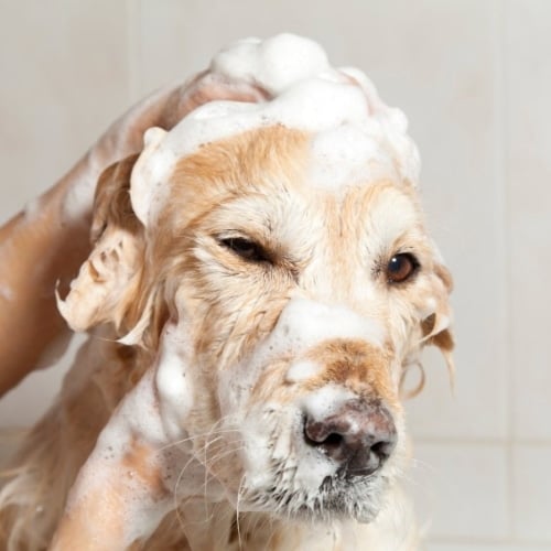 Pet Shampoo Substituteimage preview