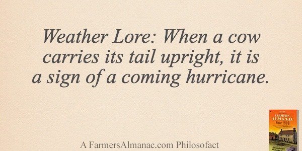 Weather Lore: When a cow carries its tail upright, it is a sign of a coming hurricane.image preview