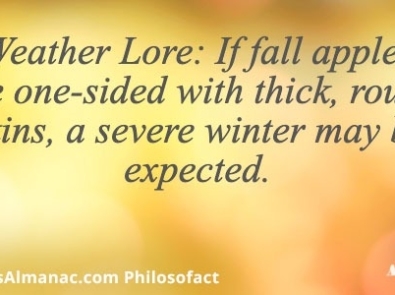 Weather Lore: If fall apples are one-sided with thick, rough skins, a severe winter may be expected. featured image