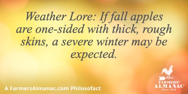 Weather Lore: If fall apples are one-sided with thick, rough skins, a severe winter may be expected.image preview