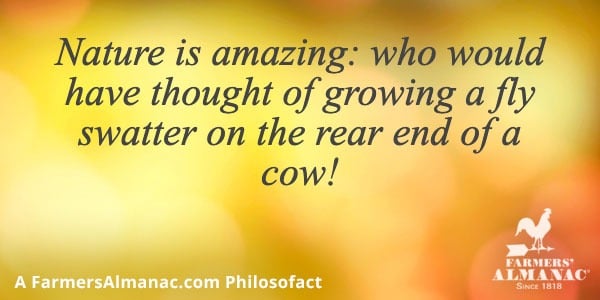 Nature is amazing: who would have thought of growing a fly swatter on the rear end of a cow!image preview