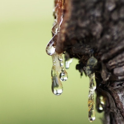 Pine Sap Removal image