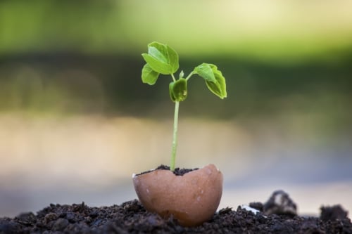 Clever Seed Pots! image