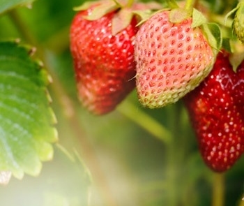Strawberry - Berry