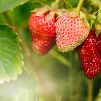 Growing Strawberries image