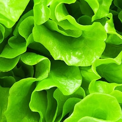 Preserving Lettuce & Celery image