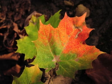 What Causes Leaves to Change Color? featured image
